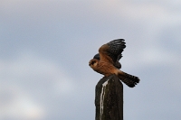 Falco cuculo (Falco vespertinus)